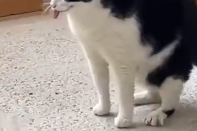Purr-fect Moves: Watch This Cat Bust a Move on the Dance Floor!
