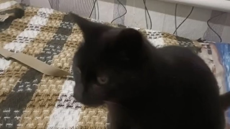 Purr-fectly Adorable! This Lovely Cat Will Melt Your Heart with Cuteness Overload!