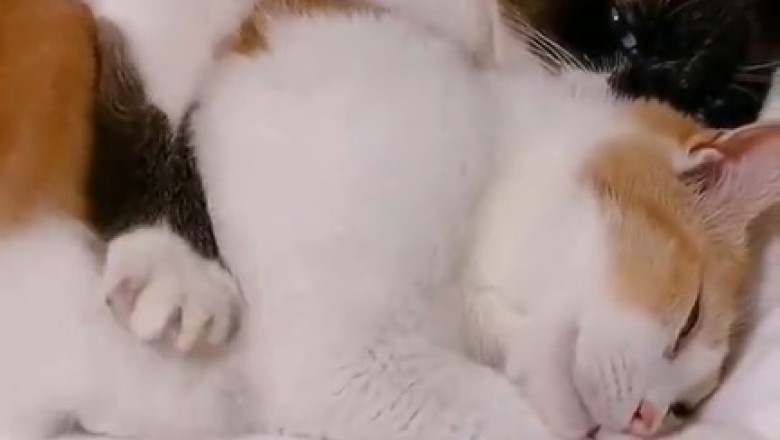 Purr-fectly Paw-some: Love is in the Air with Romantic Cats!