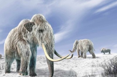 Reviving Woolly Mammoths: Scientists' Groundbreaking Progress