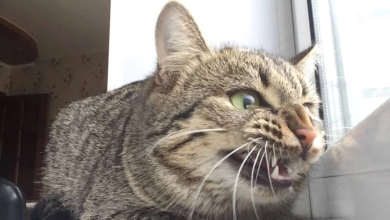 Unraveling the Mystery of the "Kiki-Kiki" - Why Cats Go Wild Over Unreachable Prey!