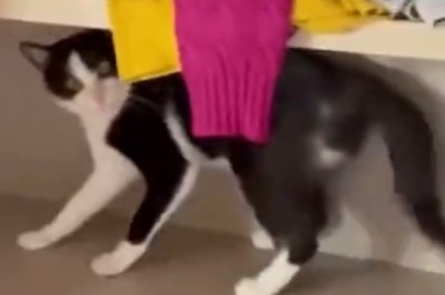 Whisker Wiggle Wonder! You Won't Believe the Hilarious Moves in This Cat's Strange Dance Routine!