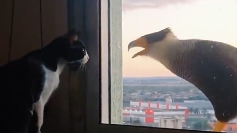 Feathered Friends and Feline Fun: When a Falcon Meets a Cat!