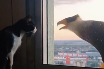 Feathered Friends and Feline Fun: When a Falcon Meets a Cat!
