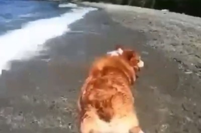 Hilarious Dog Shows Off His Beach Vibes While Sunbathing