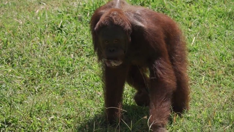 Hilarious Hijinks: Orangutan Goes Wild in the Jungle!