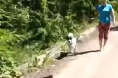 Pet-tacular Comedy Show: Hilarious Video Compilation of Funny Pets!