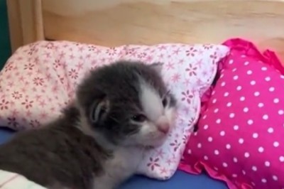 Purr-fectly Hilarious: Cat Comedy Gold!