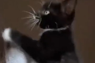Purrfection Alert: The Adorable Antics of a Lovely Cat That Will Melt Your Heart!