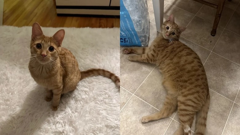 Seymour the Cat: A Hilarious Foodie with a Flair for Drama