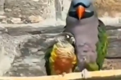 The Ultimate Parrot Standoff: Big Bird vs. Little Bird Comedy Showdown!