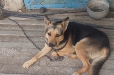 When Your Dog Takes 'Retail Therapy' a Little Too Literally!