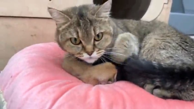 Cat Mom Tries to Wrangle her Adorable Kittens in Hilarious New Video!