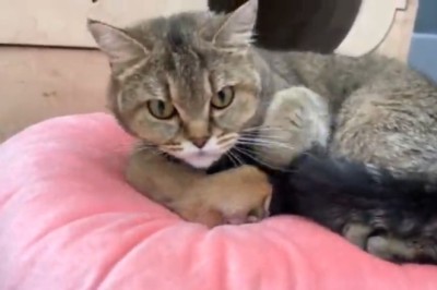 Cat Mom Tries to Wrangle her Adorable Kittens in Hilarious New Video!