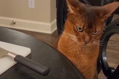 Claw & Order: Cat Vs. Chicken Showdown Goes Hilariously Wrong!