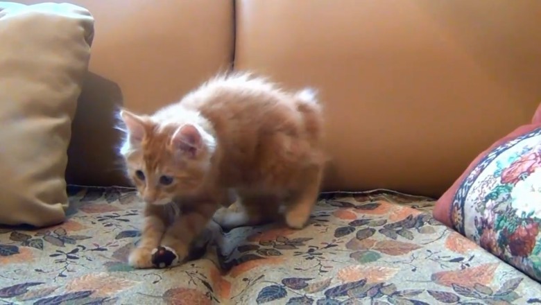 Feathered Friend or Furry Thief? Cat's Hilarious Birdie Hijinks Caught on Camera!