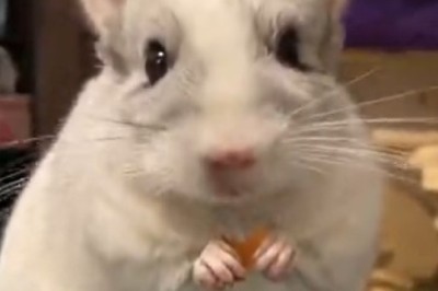Hilarious Mouse's Foodie Adventure Caught on Camera!