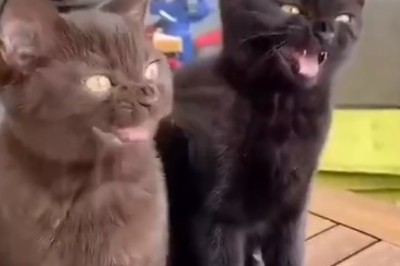 Hilarious Pets Gone Wild: You Won't Believe What These Funny Furballs Are Up To!