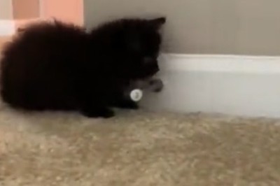 Kitten's Wacky Antics Will Leave You in Stitches!