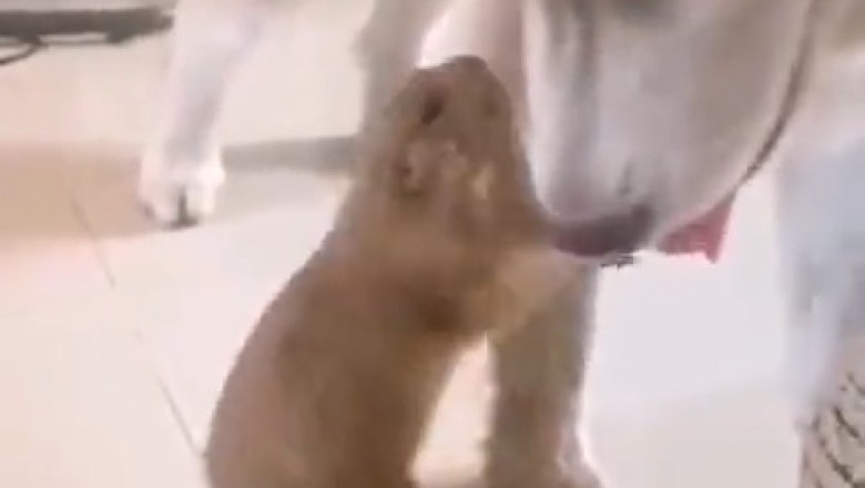 Marmot's Got Talent: Busy Beaver Catches Dog with Leg in Epic Standoff!