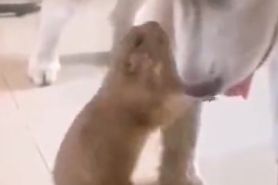 Marmot's Got Talent: Busy Beaver Catches Dog with Leg in Epic Standoff!