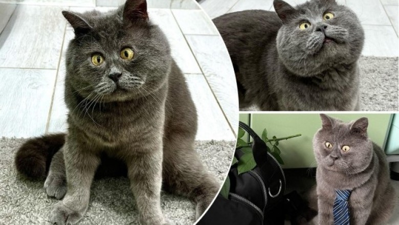 Meet Fedya: The Cross-Eyed Cat Taking the Internet by Storm
