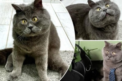 Meet Fedya: The Cross-Eyed Cat Taking the Internet by Storm