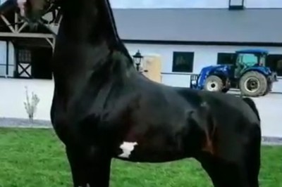 Neigh Way! Horse Shows Off Unbelievable Power and Elegance in Hilarious Video!