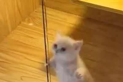 Purr-fectly Entertaining: Kitten's Dance Moves Will Make Your Day!