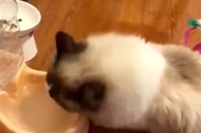 Purr-fectly Hydrated: Hilarious Cat's Water Drinking Skills Will Leave You Thirsting for More!