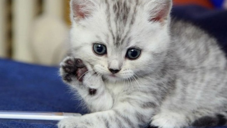 The Tale of Bashi Bazooka: A Furry Friend's Journey