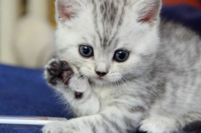 The Tale of Bashi Bazooka: A Furry Friend's Journey