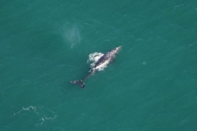 Unbelievable Sighting: Gray Whale Spotted in Atlantic Waters After 300 Years!