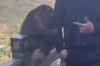 Watch This Man Strike a Pose with a Monkey and Get More than He Bargained For!