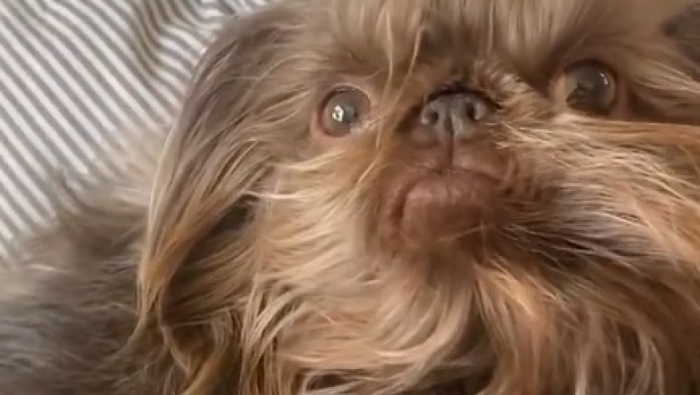 Adorable Pup Performs Paw-sitively Paw-some Tricks! Prepare for Cuteness Overload!