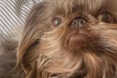 Adorable Pup Performs Paw-sitively Paw-some Tricks! Prepare for Cuteness Overload!