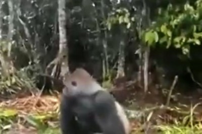 Apesolutely Hilarious: Gorilla Prankster Gives Boat Passenger a Wild Surprise!