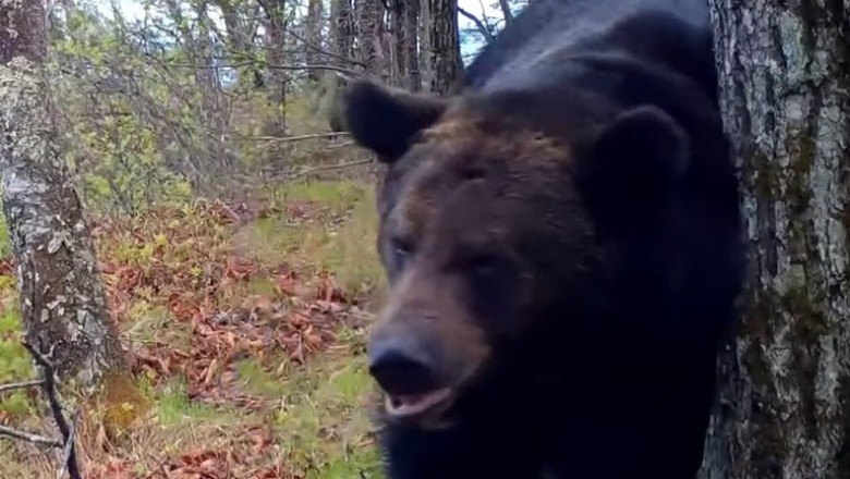 Bear Necessities: Hilarious Encounter as Bear Tries to Nab Honey from Tree!