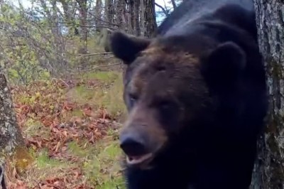 Bear Necessities: Hilarious Encounter as Bear Tries to Nab Honey from Tree!