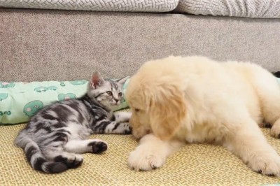 Best Furry Friends Forever: Watch This Dog and Cat Duo Take 'Sibling Rivalry' to Hilarious Heights!
