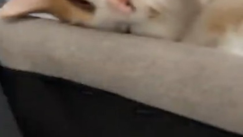 Cat Napping Goals: When Felines Defy Gravity and Logic!