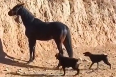 Epic Fail or Just Horsing Around? Horse vs. Dogs Comedy Showdown!