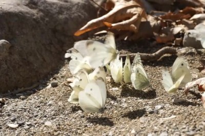 Flutterific Fun: Hilarious Cat's Encounter with Butterflies!