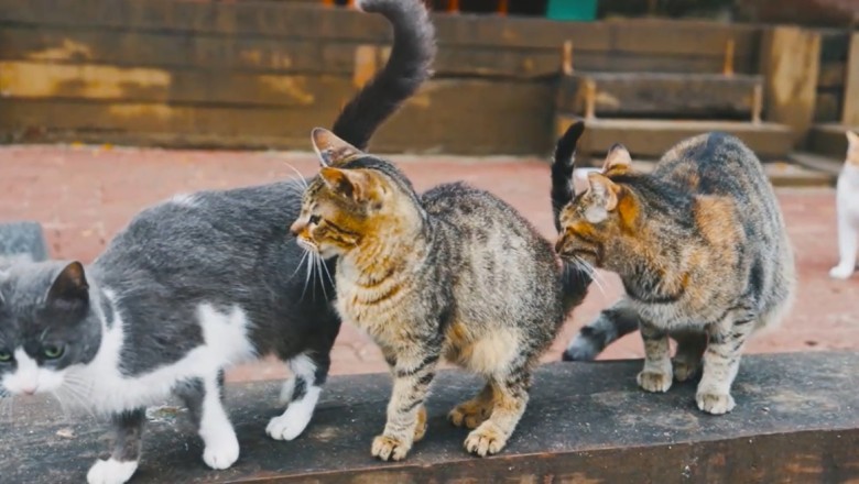 Hilarious Hijinks of Street Cats: Outrageously Entertaining!