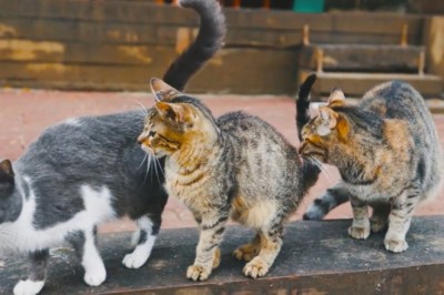 Hilarious Hijinks of Street Cats: Outrageously Entertaining!