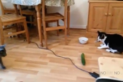 Meow-sive Laughs Guaranteed: Hilarious Cats Steal the Show!