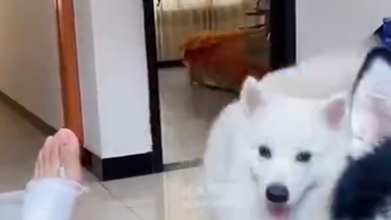 Paws for Laughs: Hilarious Dog Mimics Hand Gestures with Broken Legs!