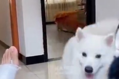Paws for Laughs: Hilarious Dog Mimics Hand Gestures with Broken Legs!