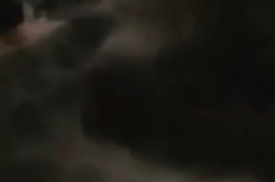 Paws-itively Hilarious: Watch These Two Cats Turn Playtime into a Comedy Showstopper!