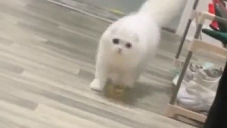 Pawsitively Adorable Alert: Watch This Beautiful Kitten Steal Hearts & Meow-dels Like a Pro!